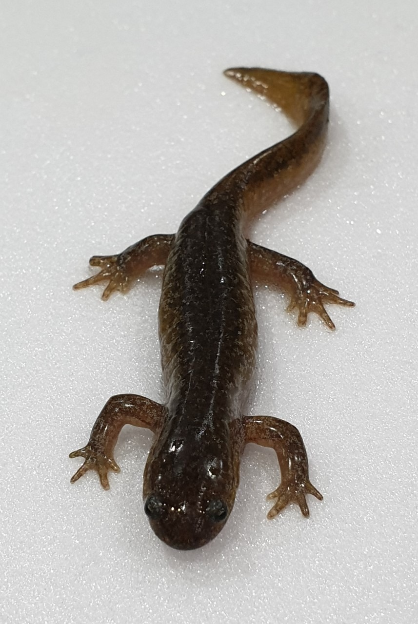 2025 멸종위기 동물|꼬리치레도롱뇽, 한국 고산습지의 마지막 수호자