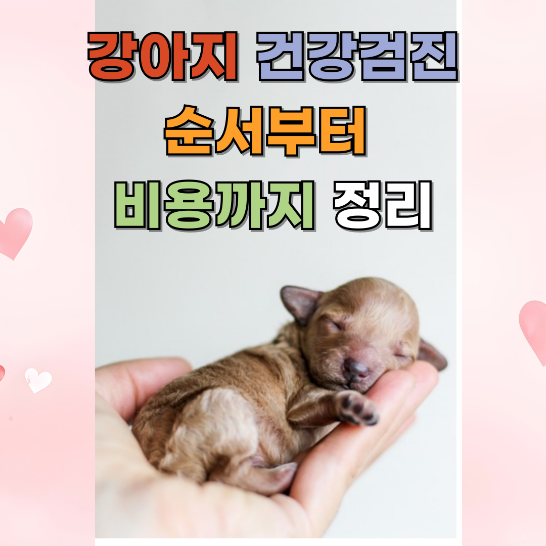 처음 받는 강아지 건강검진, 순서부터 비용까지 정리