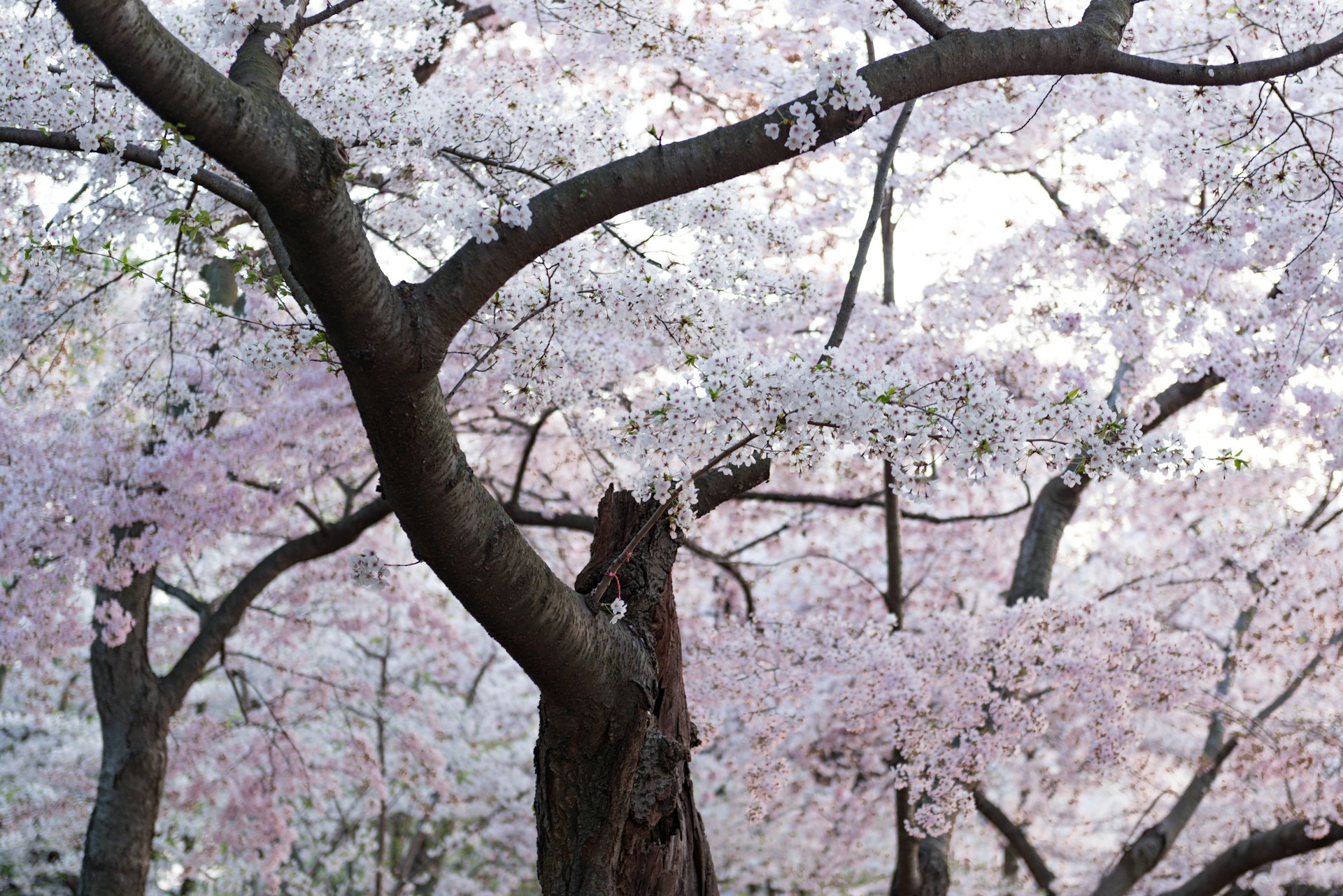 추천 벚꽃 산책 코스 시간별 맞춤 코스