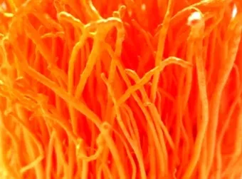 약용식물 동충하초 자연의 신비 건강 효능과 활용_13