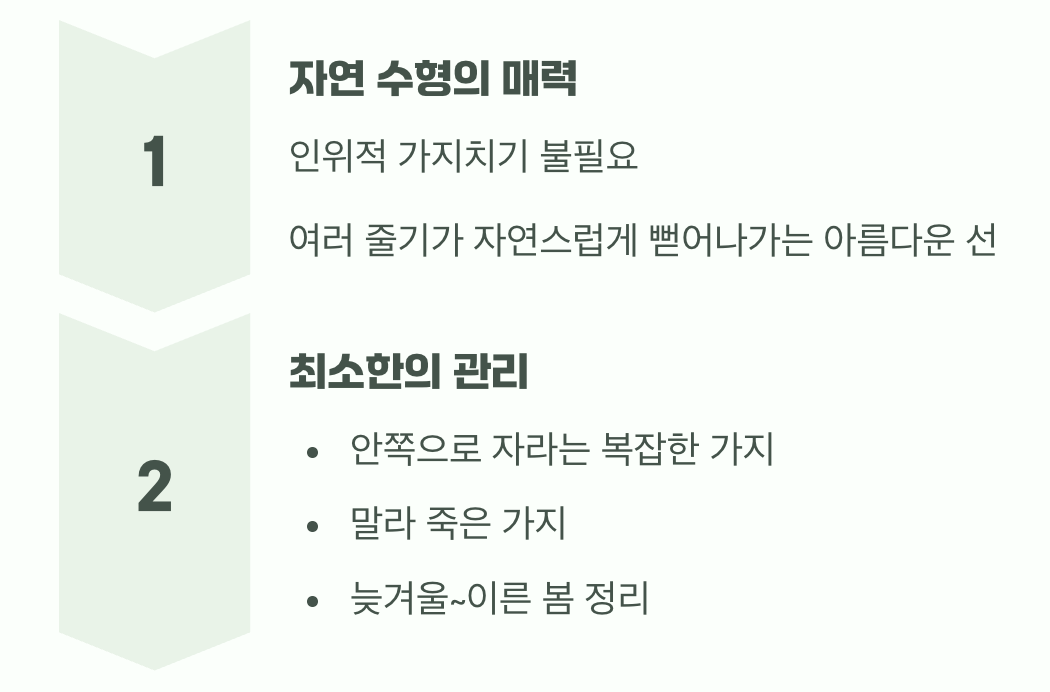 비결 3. 그대로의 멋&amp;#44; &amp;#39;자연스러운 수형&amp;#39;