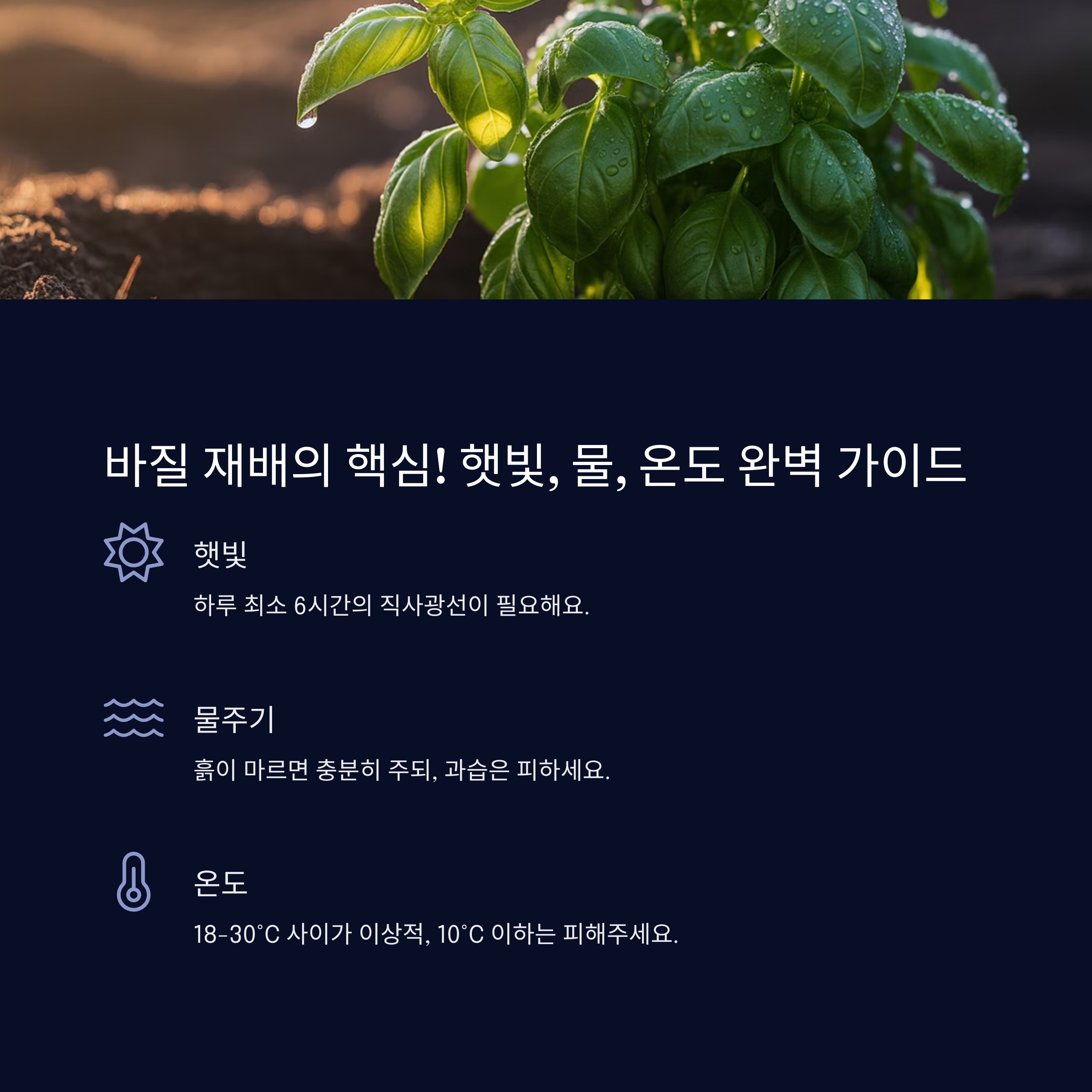 바질 재배의 핵심! 햇빛, 물, 온도 완벽 가이드