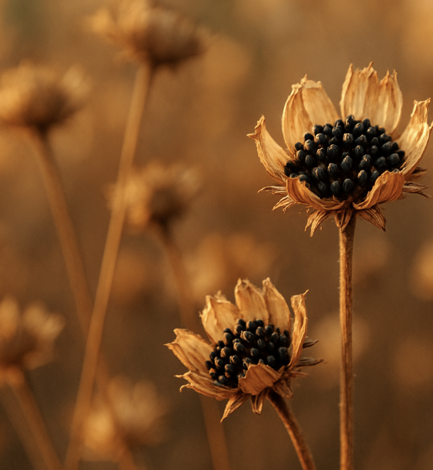 내년의 춤을 약속하는 씨앗 받기