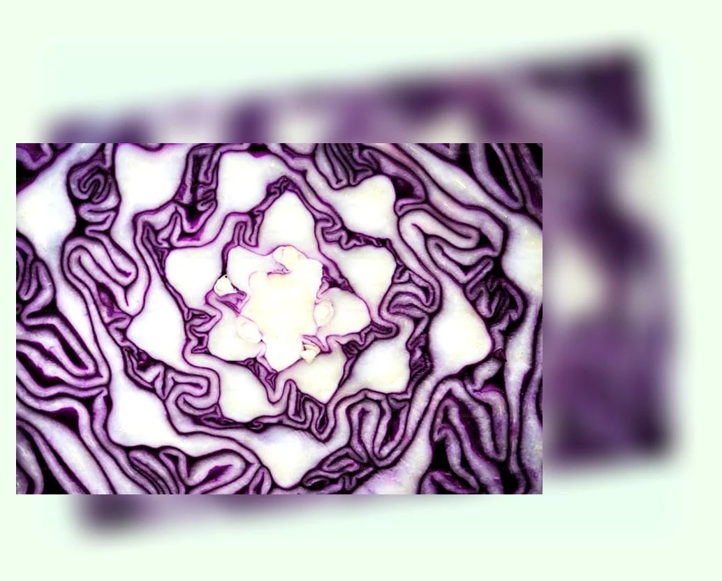 다이어트 유산균_1_subsection