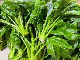 엄나무순 채취 시기와 방법은? -요리전