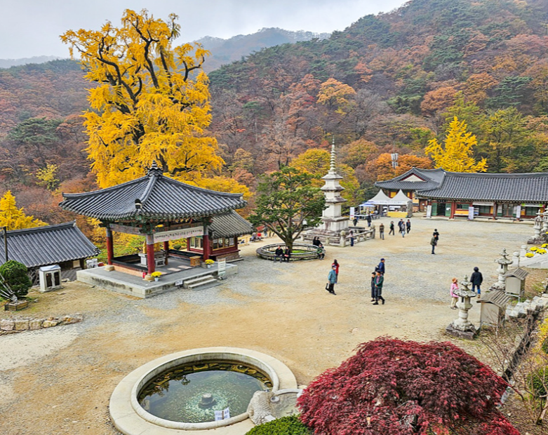 용문사 은행나무