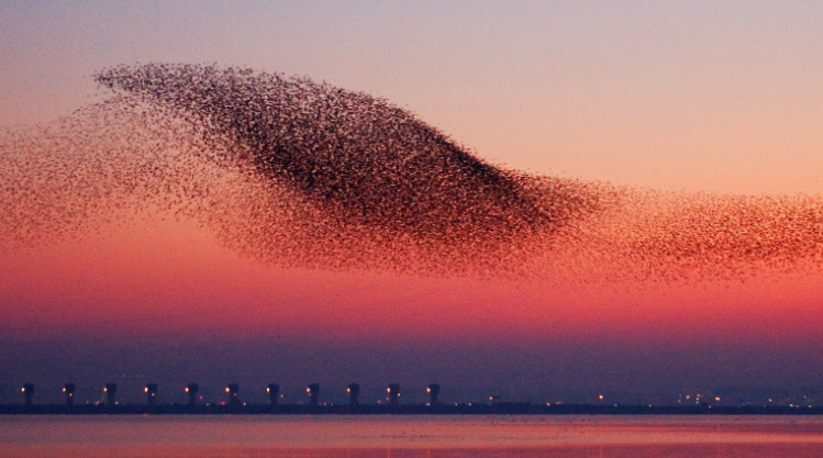 금강하굿둑 철새도래지