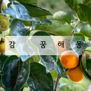 감 꿈해몽