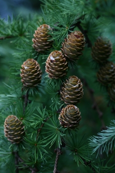 일본잎갈나무 열매