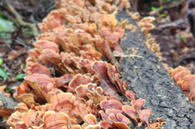 mushrooms on branch of tree