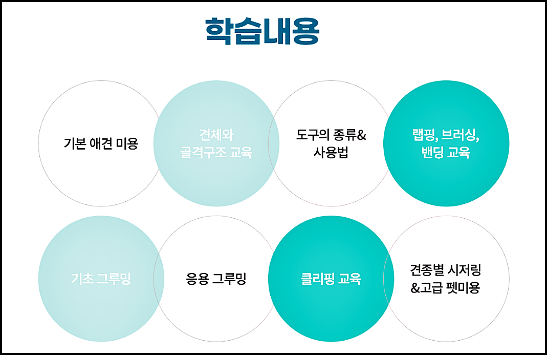 광주강아지미용학원추천