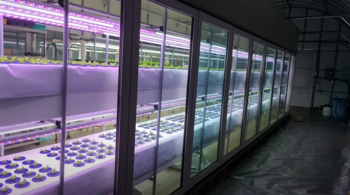 고그린-고추냉이잎-문의처-6시내고향