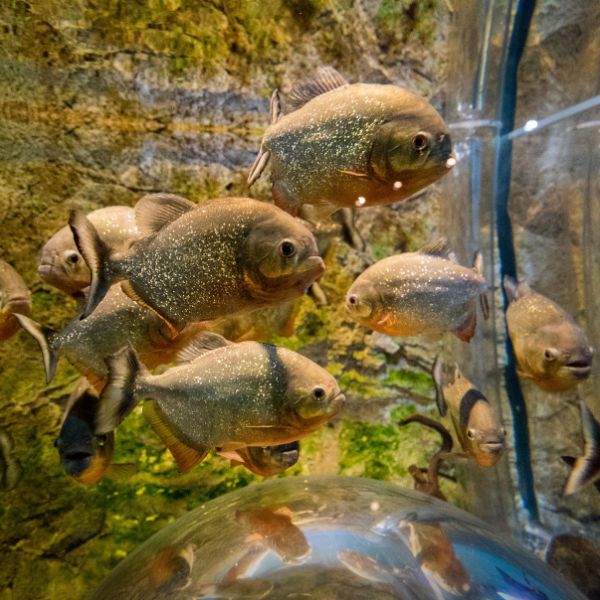 다누리아쿠아리움