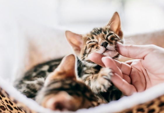 벵골 아기 고양이 이미지