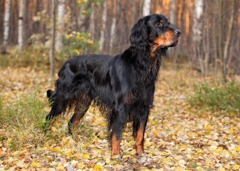 고든세터 전체.