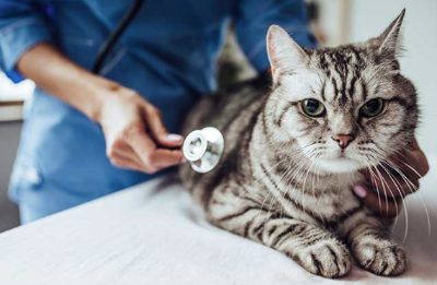 병원에서 진찰받는 고양이