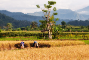 강원도 화천 햅쌀