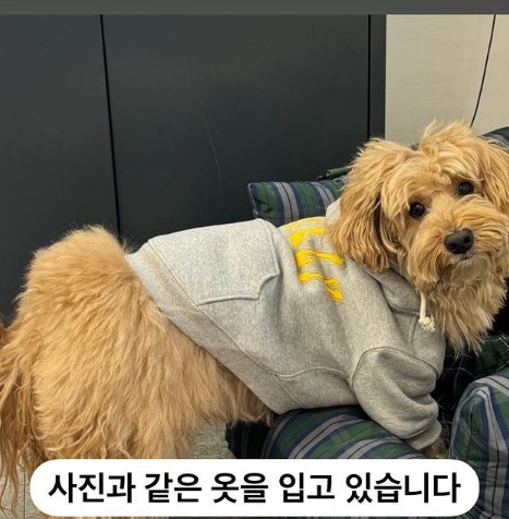 송혜교 지인 반려견 이태원 한남동 해방촌 찾기