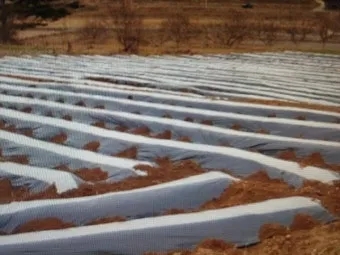 감자 재배 달력 파종 북주기 역병 관리 수확 및 저장_8