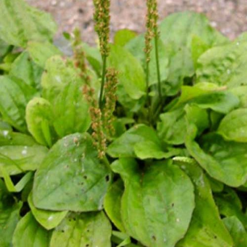 plantain 13