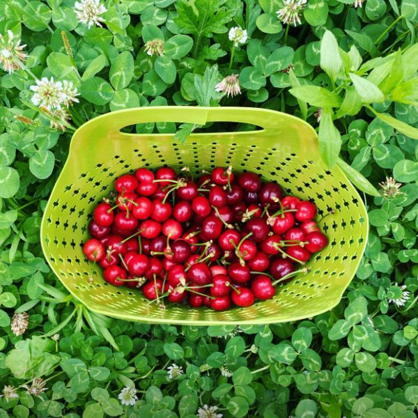 천안푸름체리농원