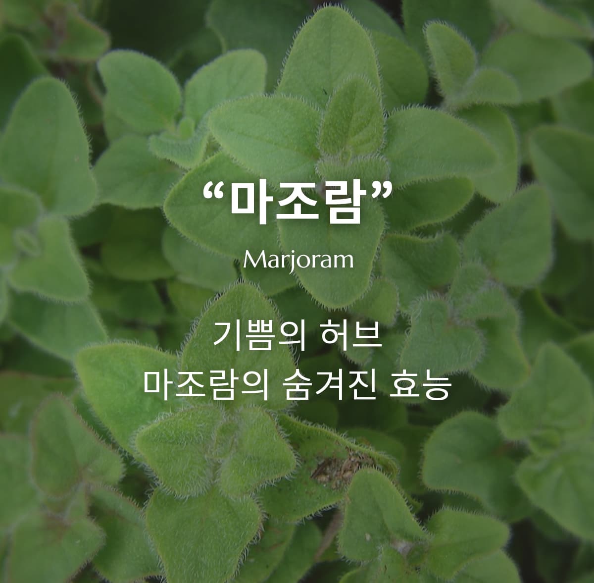 마조람 에센셜 오일, 기쁨의 허브! 아로마테라피에서의 활용과 효능