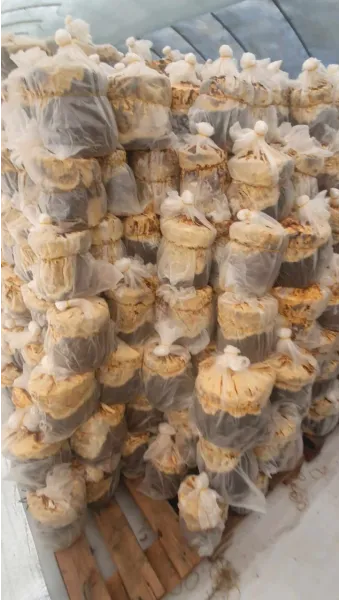 상황버섯 재배 톱밥 배지 균사 배양 환기 관리_10