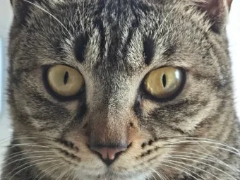 고양이가 눈물 흘리는 이유 눈물관리 가이드_12