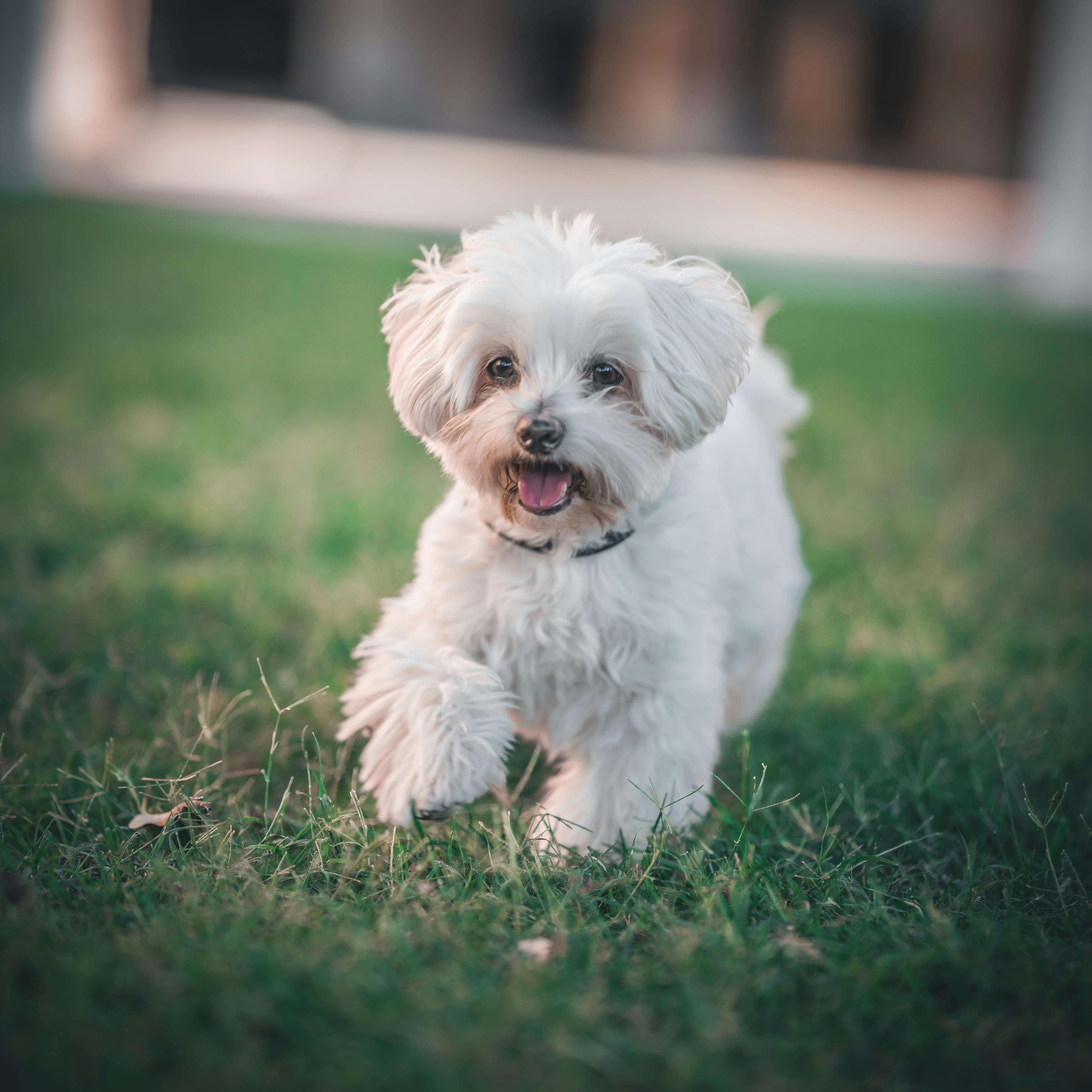 2025 펫보험 TOP5 보장 비교표 │ 보험사별 차이 한눈 정리(최신판)