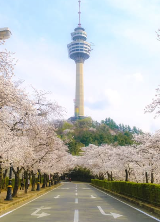 대구 이월드 벚꽃 축제