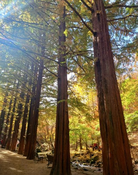강천산군립공원