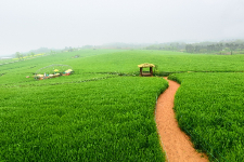 고창 청보리밭 2