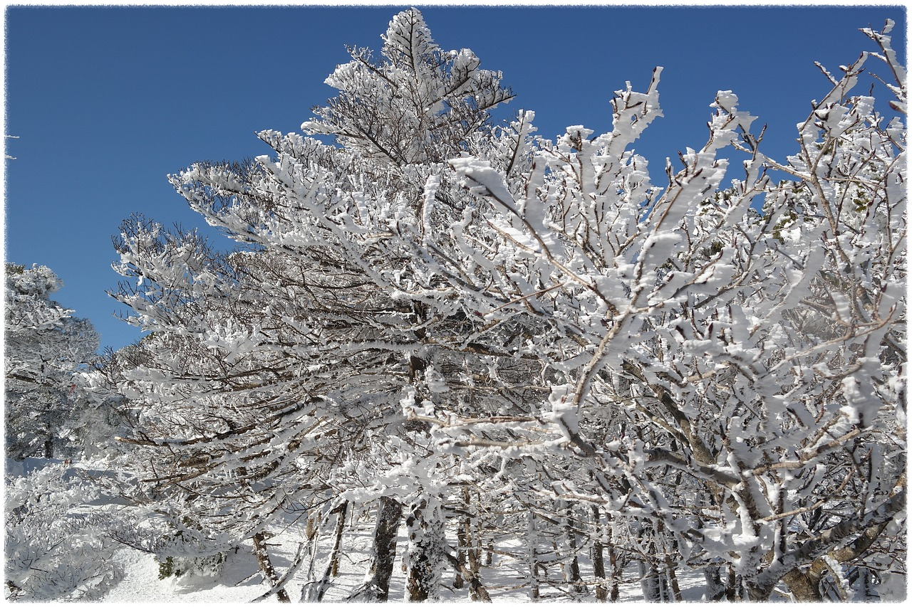 한라산 탐방로 예약 시스템