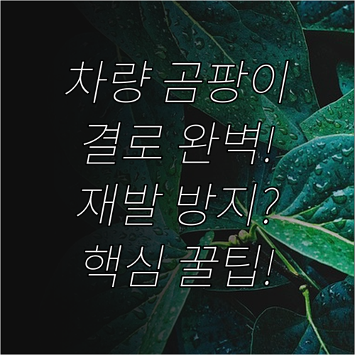 차량 실내 곰팡이 결로 완벽 제거 장..