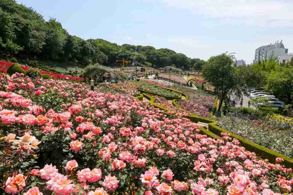 부천 백만 송이 장미축제