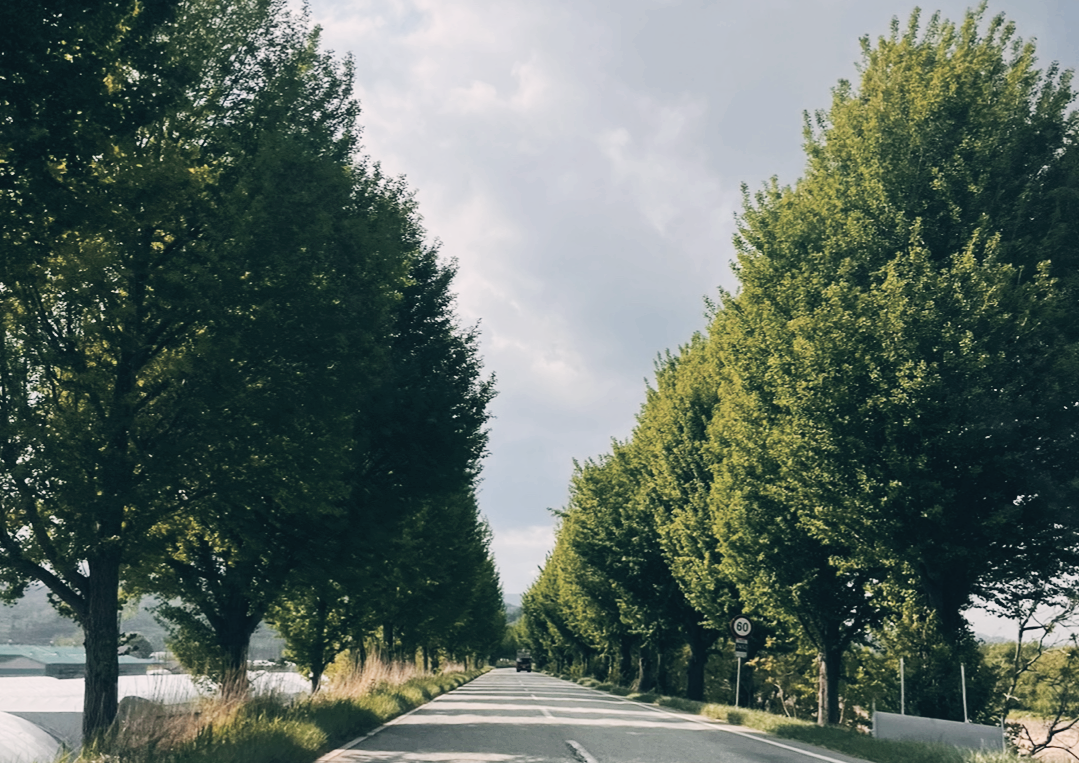 국립공주박물관으로-향하는-길-울창한-가로수길은-마음을-설레게-한다