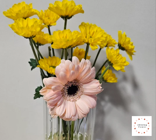 국화와 거베라-큰 꽃병