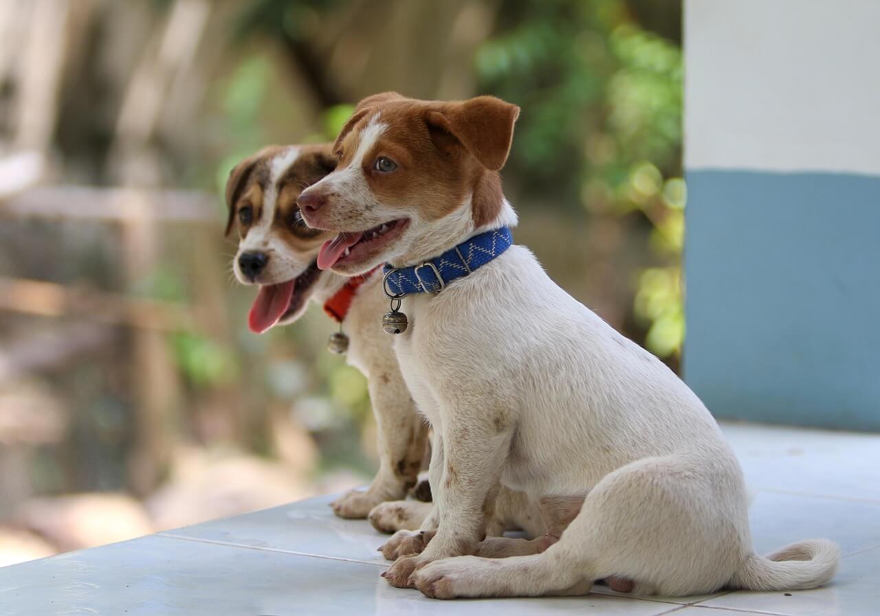 2025년개띠8월운세