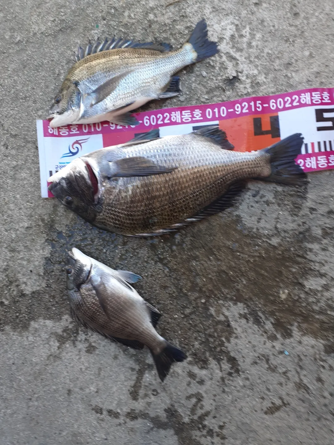 디낚 점주조황 인낚 부낚 어부지리 바다낚시_6