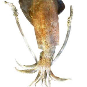 6월-제철-해산물-한치