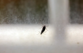 러브 버그 퇴치법&amp;#44; 차량부터 집까지 안전하게 대처하는 실전 가이드5