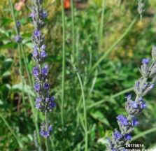 허브 가드닝 관련 이미지