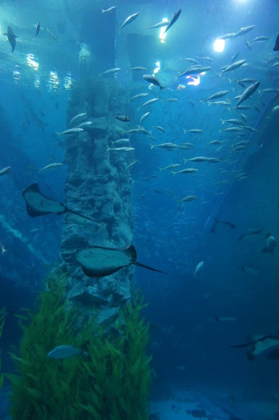 롯데아쿠아리움