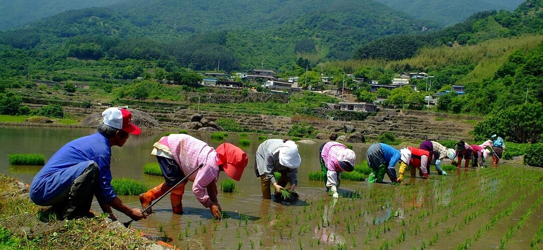 입하&#44; 모내기