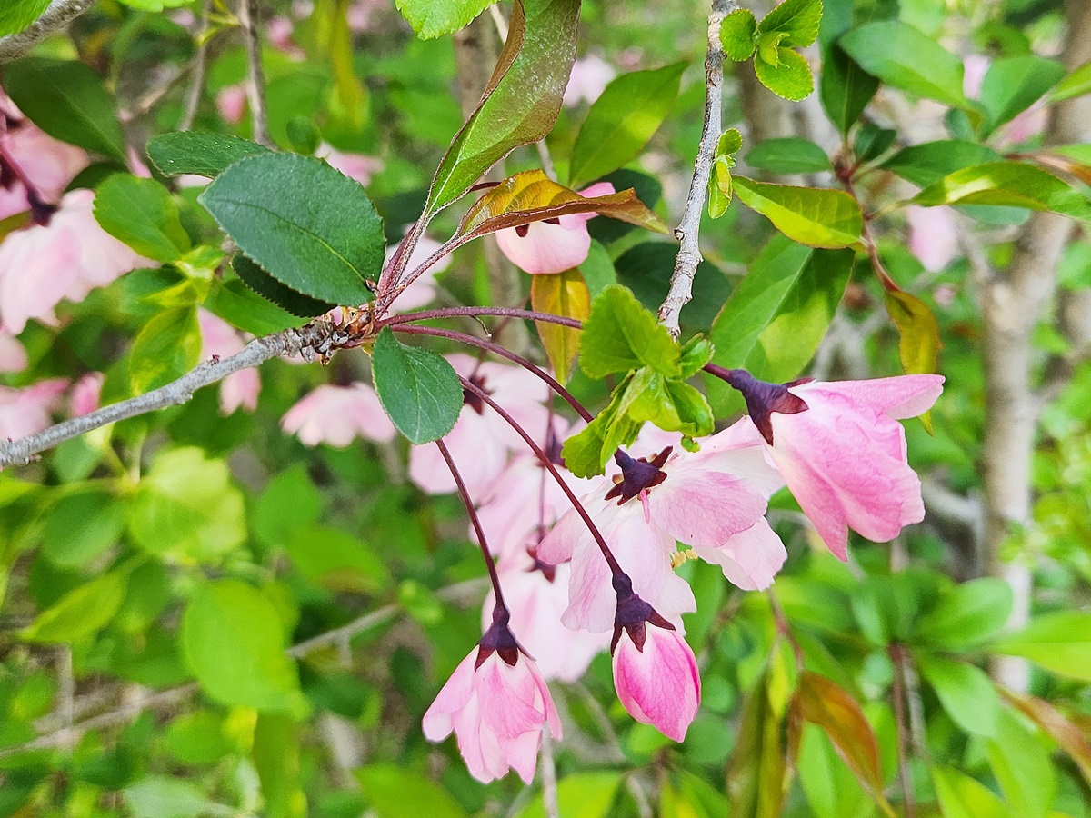 서부해당(꽃아그배나무)