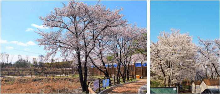 토평가족캠핑장-벚꽃