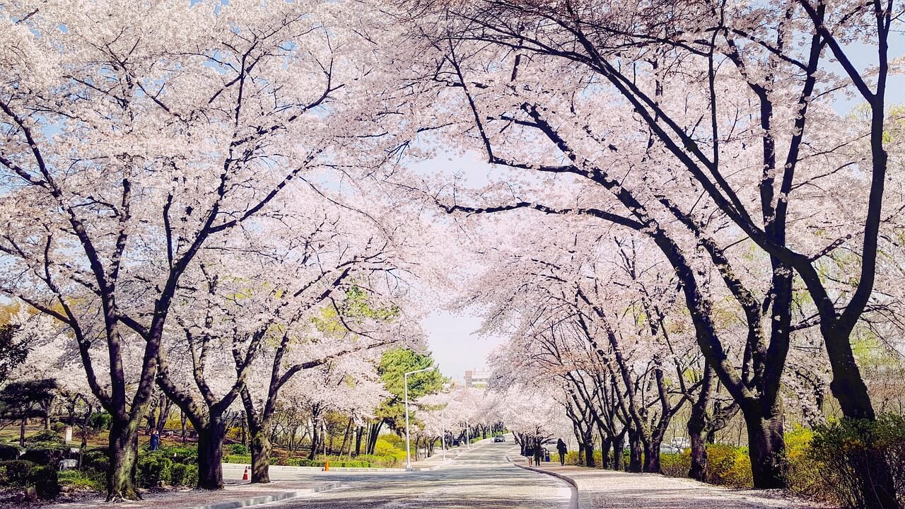벚꽃개화시기 2024