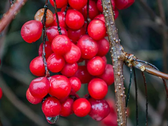 폴리페놀이 풍부한 오미자