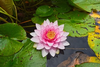 수련의 특징, 주요 품종 그리고 재배 방법과 관리 요령