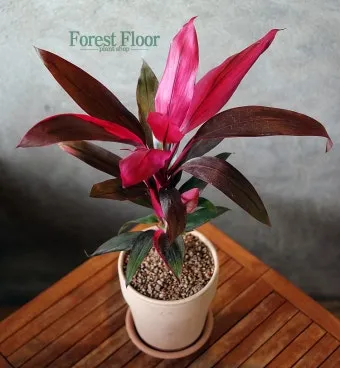 아이 있는 집 식물선택 가시없는종류 배치높이 관리 요령_15